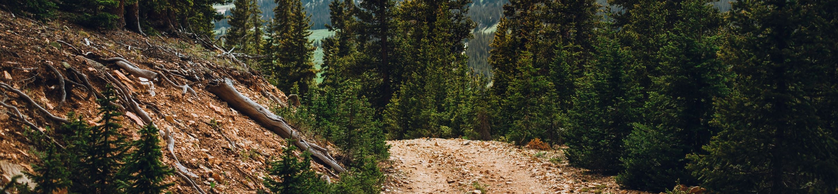 Winding dirt path through a forest with trees on both sides